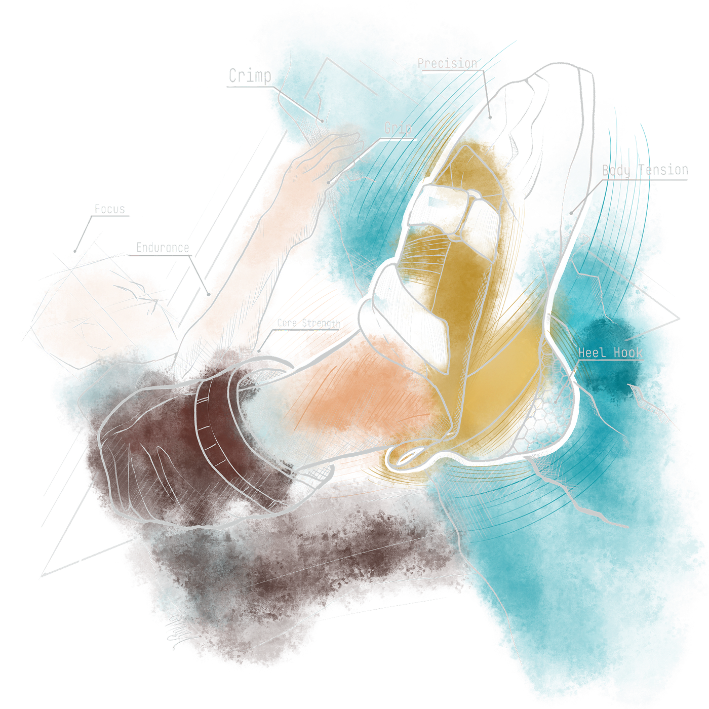 Boulder Series anatomical illustration